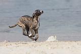 WHIPPET 285